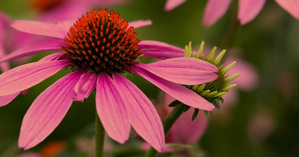 rastlina-echinacea-lekarna